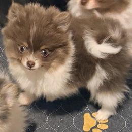 Posey - Lavender female Pomeranian puppy in Cropwell, Alabama from Poms On The Lake