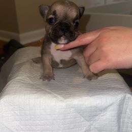 Girl 1 - Fawn and white French Bulldog puppy in Pennsylvania from R & C French Bulldogs