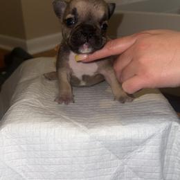 Girl 1 - Fawn and white French Bulldog puppy in Pennsylvania from R & C French Bulldogs