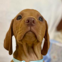 Cinderella - Golden rust female Vizsla puppy in Bloomington, Indiana from Envizion