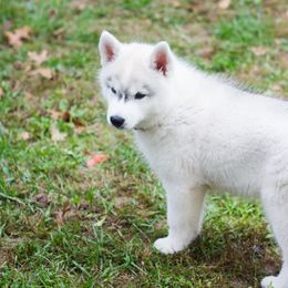 Siberian Husky Puppies from Zobela Siberians