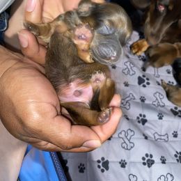 Dachshund Puppies from Sassy Kat’s Dachshunds