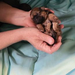 Darling - Sable female Shih Tzu puppy in Eldorado, Arkansas from Gina's Lil Zues and Yorkies Kennel