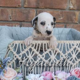 Hyacinth - White and black female Dalmatian puppy in Mount Vernon, Missouri from Spots & Spirals