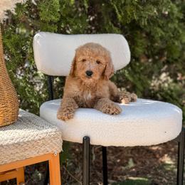 Blue collar boy - Apricot male Goldendoodle puppy in Spokane, Washington from Dream Doodles in Spokane WA