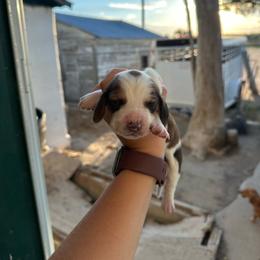 Boy 3 - Black brown and white male Basset Hound puppy in Las Animas, Colorado from J&D Dachsies