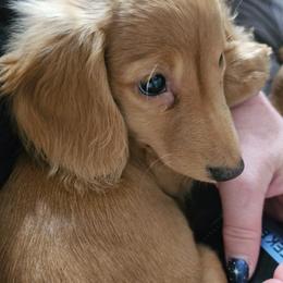 Cream pup - Cream male Dachshund puppy in Paige, Texas from 3D Mini Dachounds