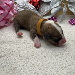 Scarlett - Sable female Pembroke Welsh Corgi puppy in Ruidoso, New Mexico from Ruidoso's Crowned Companions