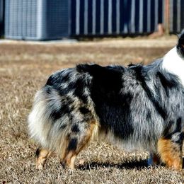 Widgeon - Toy Australian Shepherd