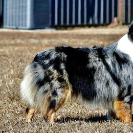 Widgeon - Toy Australian Shepherd