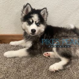 Pluto - Silver and white male Pomsky puppy in Littleton, Colorado from Pikes Peak Pomskies