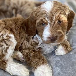 Bernedoodles, Cavapoos, and Goldendoodles from Doodle Amore