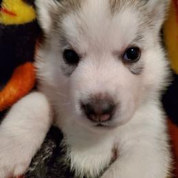 Pepper (green) - Gray and white female Siberian Husky puppy in Elk River, Minnesota from Naturez Siberians
