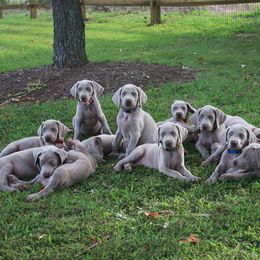 Weimaraner Puppies from Simpatico