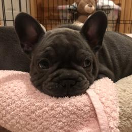 French Bulldog Puppies from Crooked C Ranch