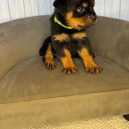 Lime boy - Black and mahogany male Rottweiler puppy in Reno, California from VHF