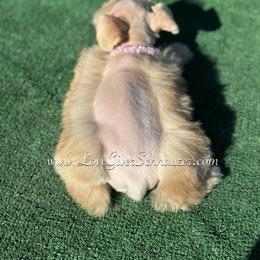 Miniature Schnauzer Puppies from Love Giver Schnauzers
