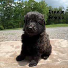 Orange - Black female German Shepherd puppy in Terra Alta, West Virginia from Shepherd Country Farm and Kennels