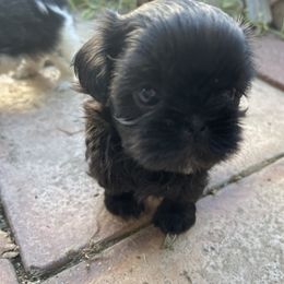 Shih Tzu Puppies from Winnie the Tzu’s Too