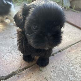 Shih Tzu Puppies from Winnie the Tzu’s Too