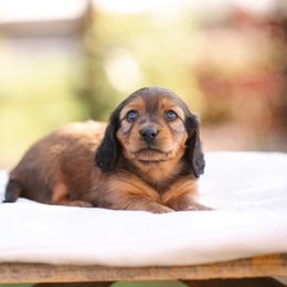 Dachshund Puppies from Winnie’s Weenies