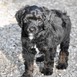 White collar boy - Phantom male Bernedoodle puppy in Waukesha, Wisconsin from Bernedoodle Boutique (and Cavapoos)