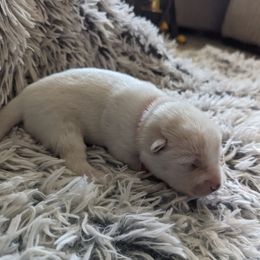 Pomsky Puppies from Valparaiso Pomskys