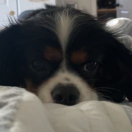 Cavalier King Charles Spaniels from Hooked on Cavaliers