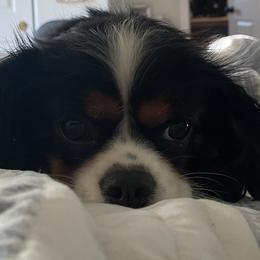 Cavalier King Charles Spaniels from Hooked on Cavaliers