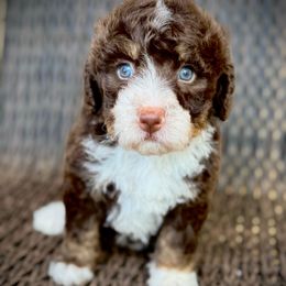 Girl 1 - Brown female Bernedoodle puppy in Danielsville, Georgia from Meg's Doodles and Poodles