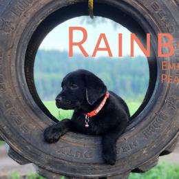 Girl 2 - Labrador Retriever puppy in Priest River, Idaho from Lazy Daisy Labs