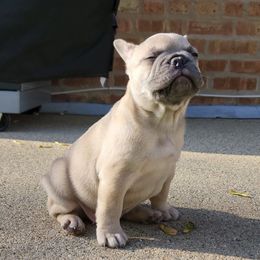 French Bulldog Puppies from French Pup