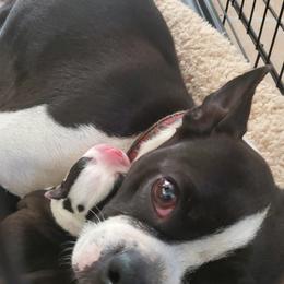 Boston Terrier Puppies from I Love Pups