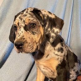 Girl 1 - Catahoula Leopard Dog puppy in Pavillion, Wyoming from TNT Catahoulas