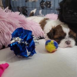 Shih Tzu Puppies from Chimera Shih Tzu