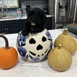 Whitey - Black male Australian Labradoodle puppy in East Granby, Connecticut from All-Spice Australian Labradoodles