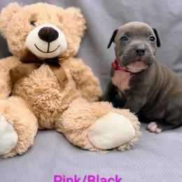 Pink and Black Collar Female - Blue female American Pit Bull Terrier puppy in Pensacola, Florida from Alpha Alliance Kennels