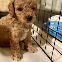 Cavapoo and Cockapoo Puppies from Benji’s Cockapoos