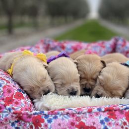 Golden Retrievers from California Golden Retrievers