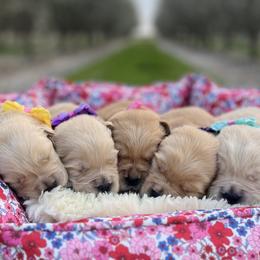 Golden Retrievers from California Golden Retrievers
