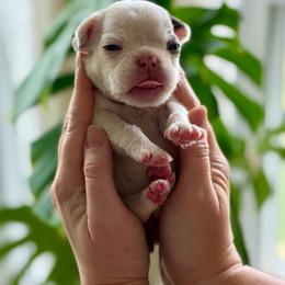 Maroon girl - Blue female French Bulldog puppy in Jefferson City, Missouri from Central Frenchie Haven