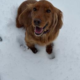 Heidi - Golden female English Cocker Spaniel puppy in Bainbridge, Georgia from Chapman Bird Dogs