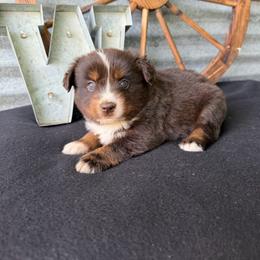 Mocha - Red tri female Miniature Australian Shepherd puppy in Checotah, Oklahoma from Wild Outlaw Aussies
