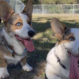 Cardigan Welsh Corgis from Deborah King's Cardigan Welsh Corgis