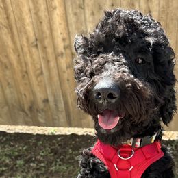 Goldendoodles and Poodles from Royal Doodles and Pups