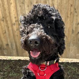 Goldendoodles and Poodles from Royal Doodles and Pups