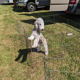 Basset Hound and Bedlington Terrier All Grown Up from First Class Bassets and Bedlingtons