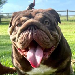 Boomer - Bulldog