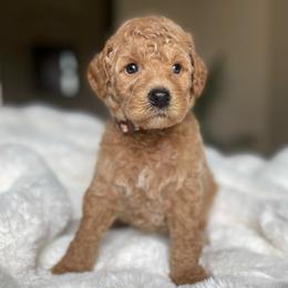 Connor - Apricot male Australian Labradoodle puppy in San Antonio, Texas from I Love U Back Labradoodles, LLC