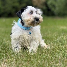 Ollie - Parti male Miniature Schnauzer puppy in Jefferson, Oregon from Whiskey Meadows Miniature Schnauzers